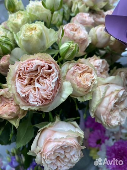 Кустовые пионовидные розы