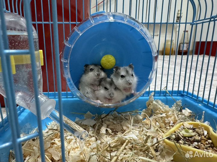 Джунгарский хомяк