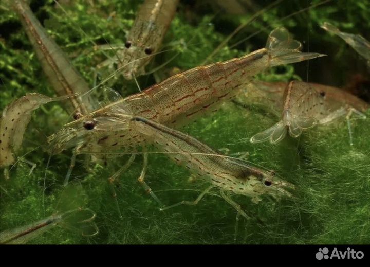 Креветки амано