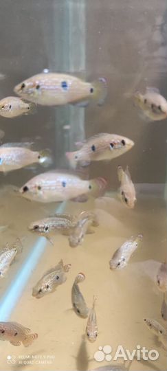 Рыбки хромис красавец 3-4см