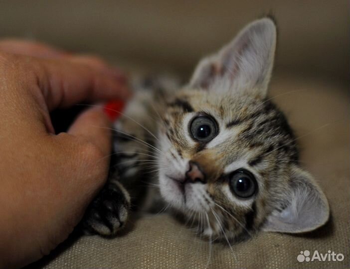 Замурчательный Томас