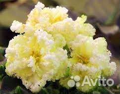 Стартера Узамбарских фиалок