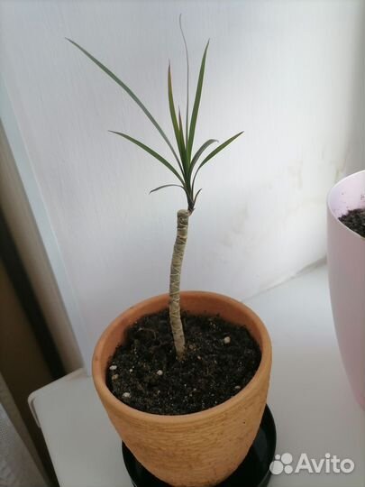 Драцена маргината