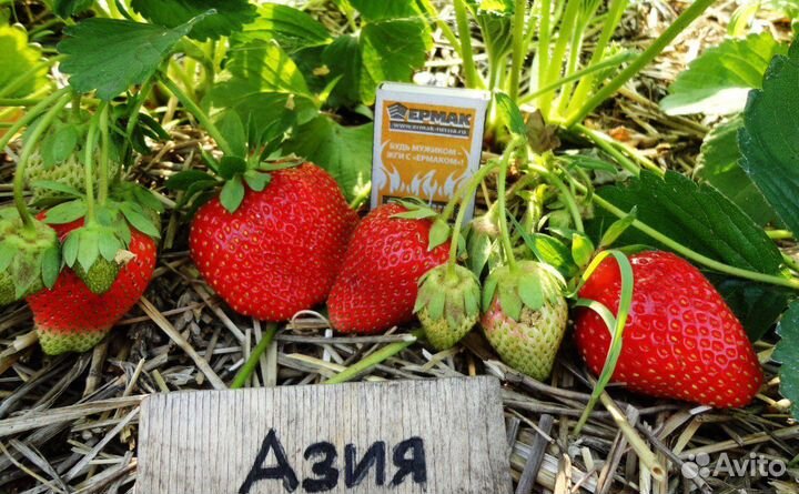Клубника Азия