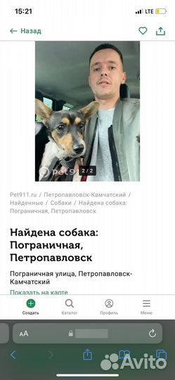 Найдена собака