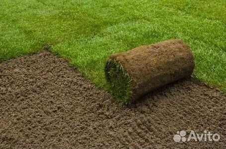 Рулонный газон