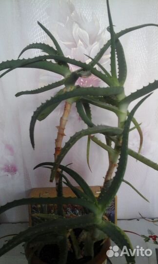 Алоэ столетник