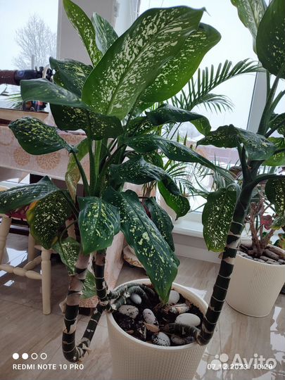 Диффенбахия