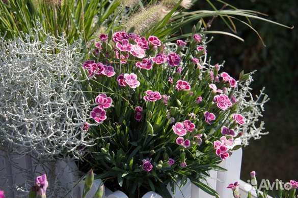 Гвоздика многолетняя