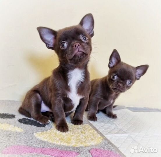 Щенки чихуахуа
