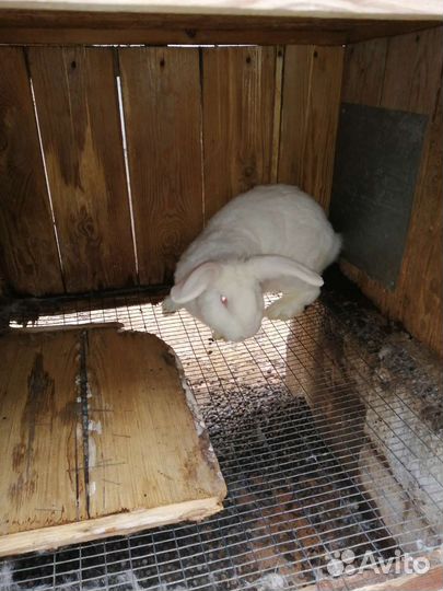 Кролики белый Паннон