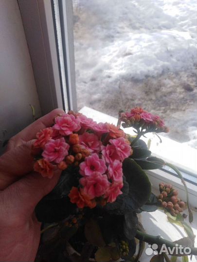 Каланхоэ махровый