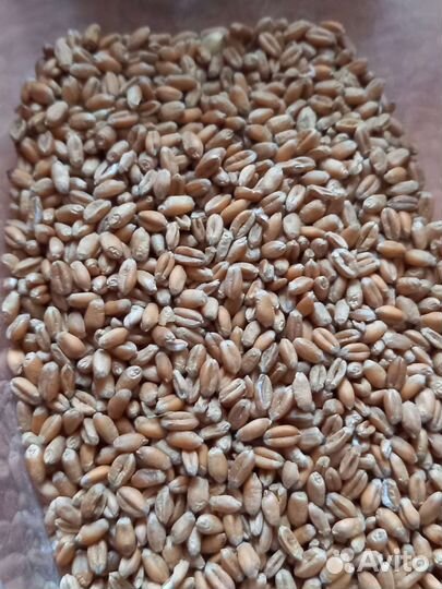 Зерно пшеница ячмень