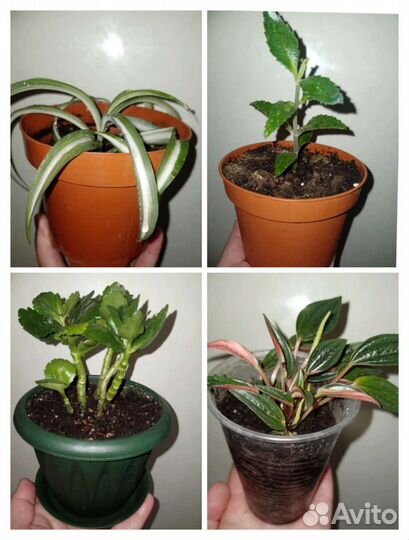 Сенполия, Пеперомия Rosso, Каланхоэ,Хлорофитум