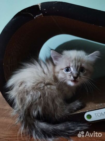 Особенный котёнок