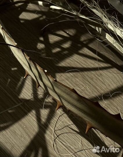 Листья пальмы