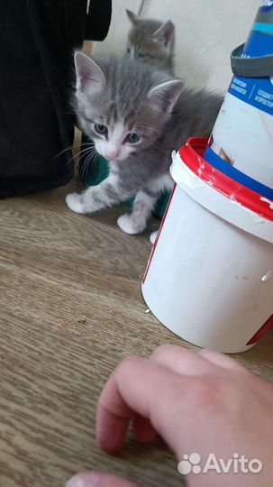 Коты бесплатно