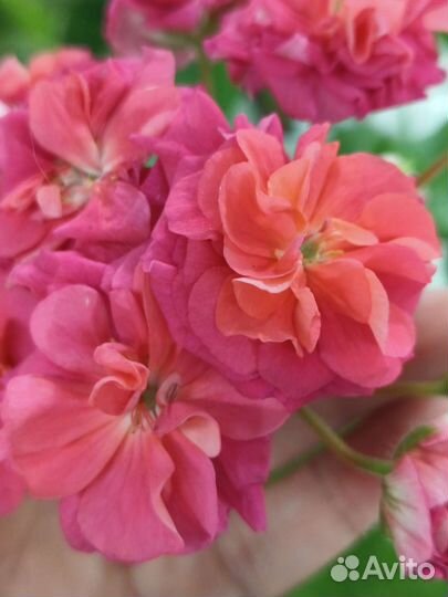 Пеларгония юв Византия