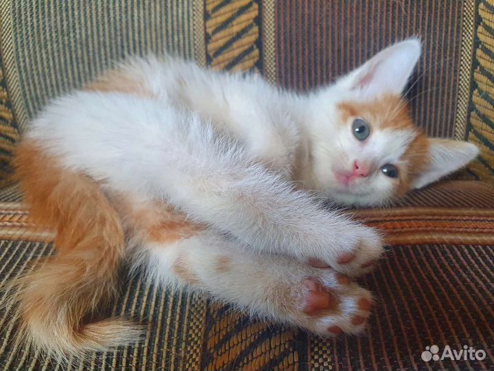 Кошки в добрые руки бесплатно