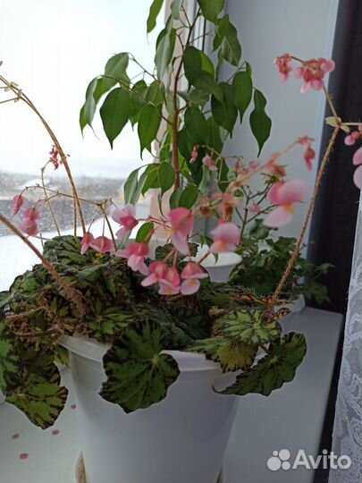 Бегония тигровая