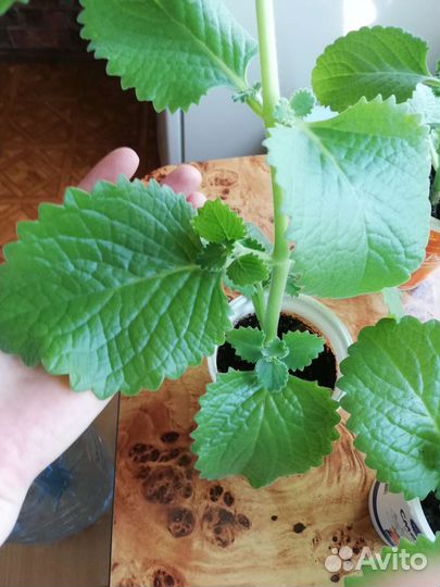 Мята домашняя