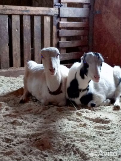 Козье молоко