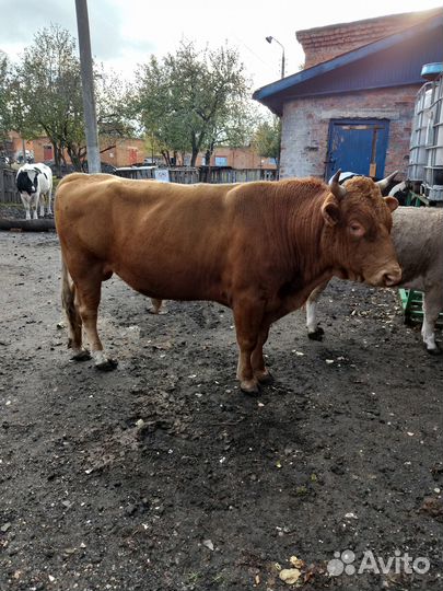 Бычки и телки
