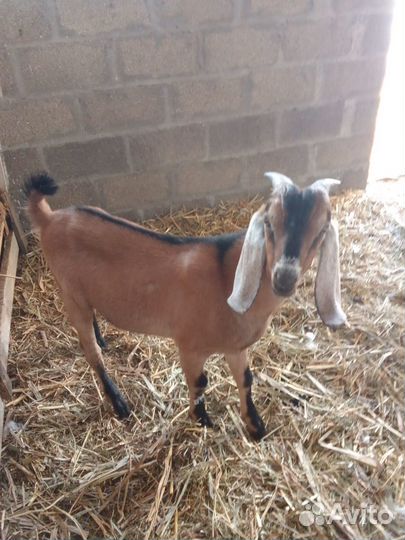 Коза нубийская