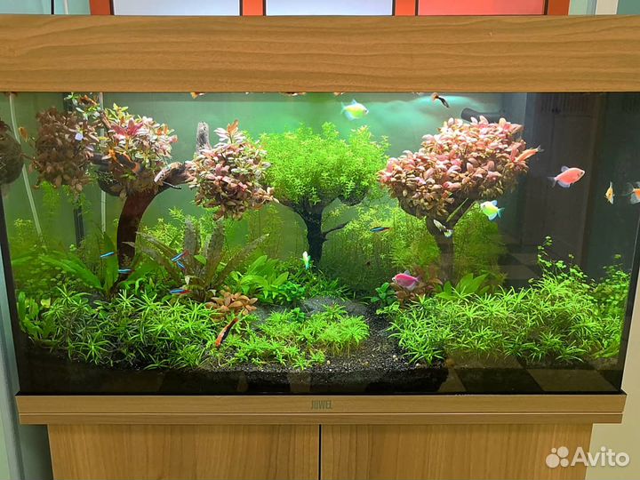 Чистка, обслуживание и оформление аквариумов