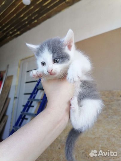 Кошки в добрые руки бесплатно