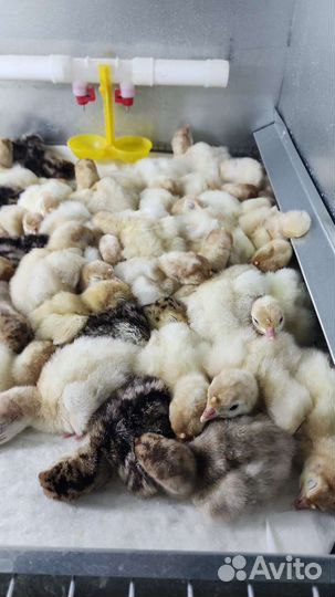 Индюшата,утята,цыплята несушки и бройлеры
