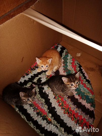 Кошка в дар бесплатно
