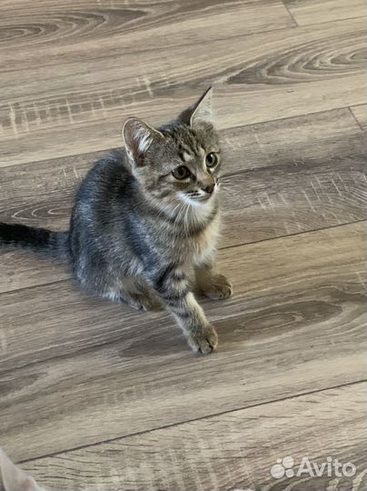 Котик маленький