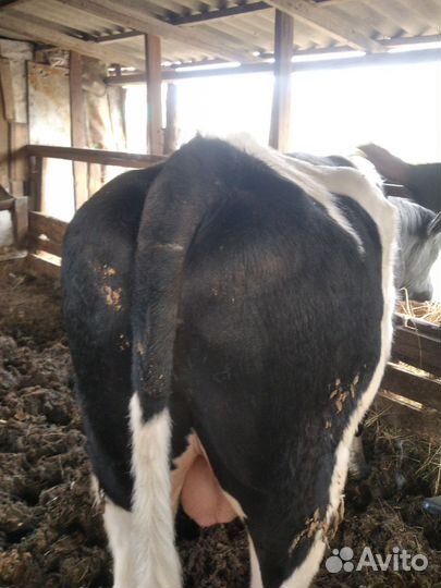 Бык на племя