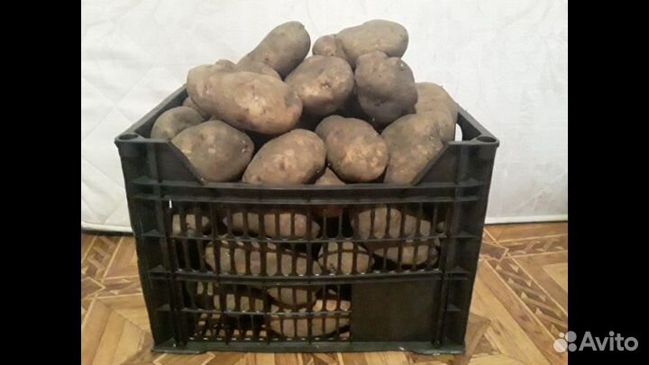 Картофель домашний