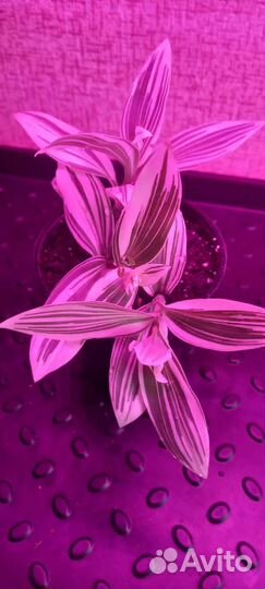 Традесканция