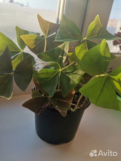 Кистица (оксалис)