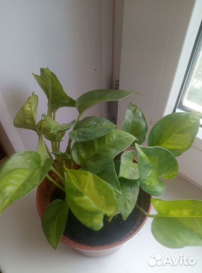 Сциндапсус, эпипремнум, Сильвер Энн