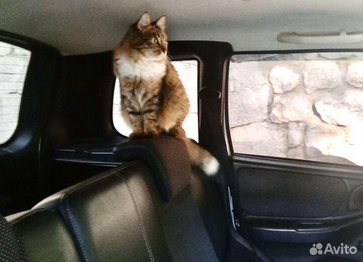 Кошка SOS