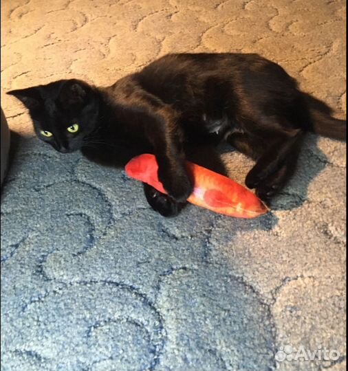 Кошка в дар бесплатно