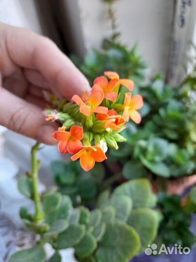 Каланхоэ цветущий