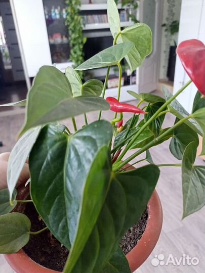 Комнатные цветы