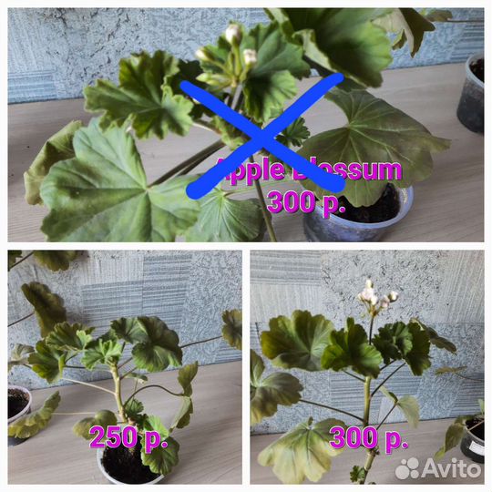 Пеларгония герань сортовая