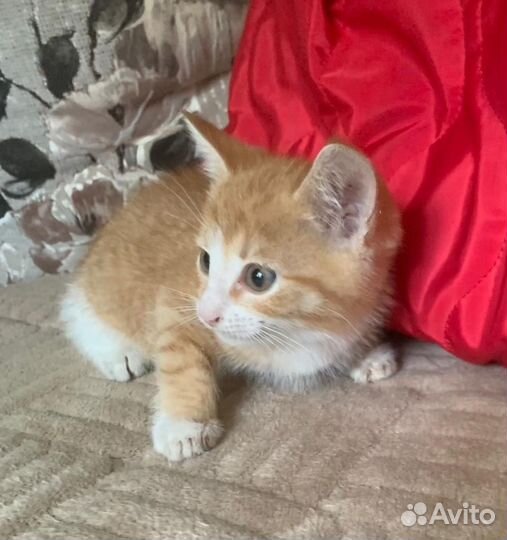 Рыжий котенок-мальчик