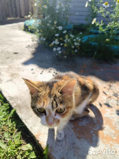 Трехцветная кошка