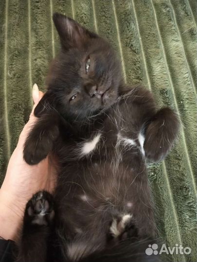 Котята