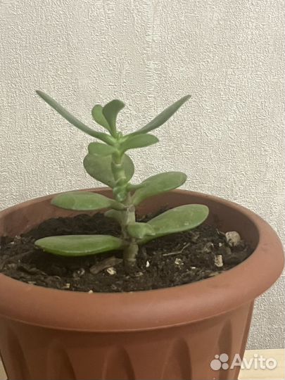 Денежное дерево