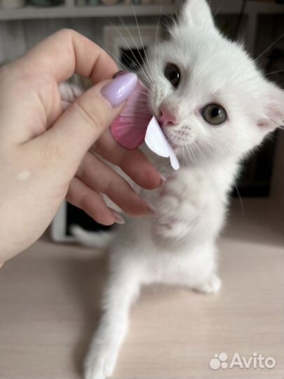 Белый котенок
