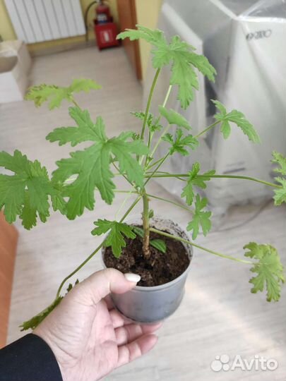 Герань душистая