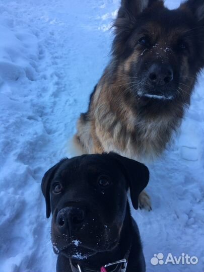 Выгул собак